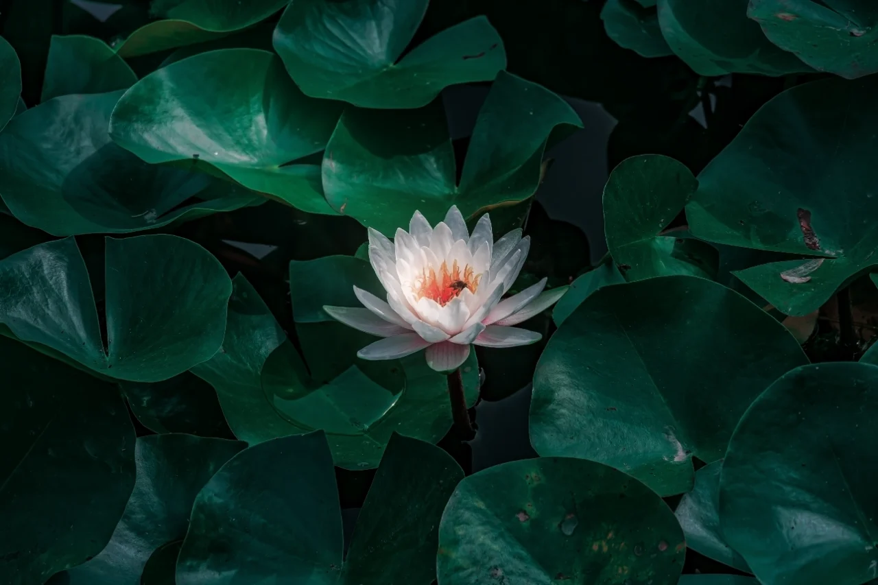 荷花