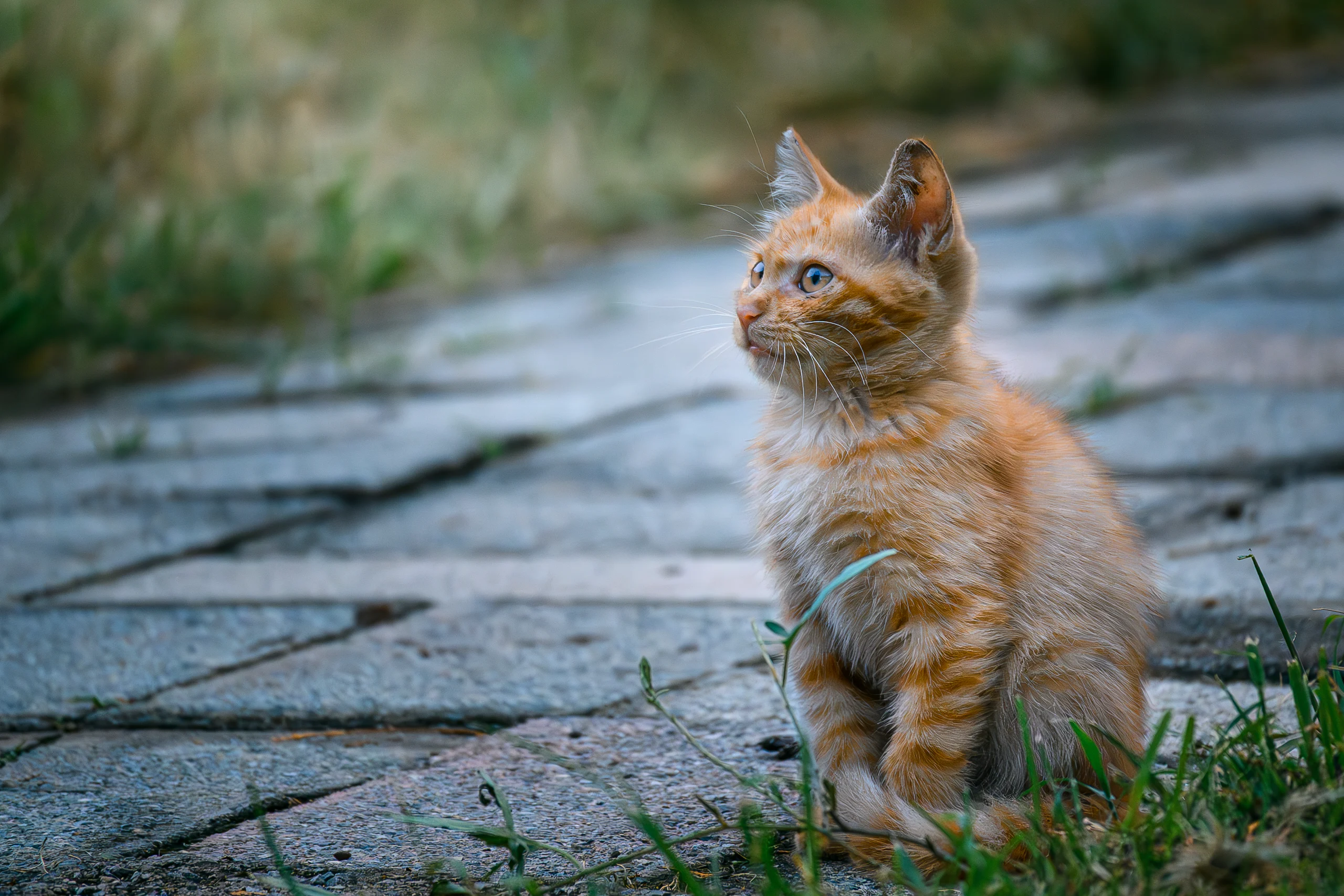 小猫