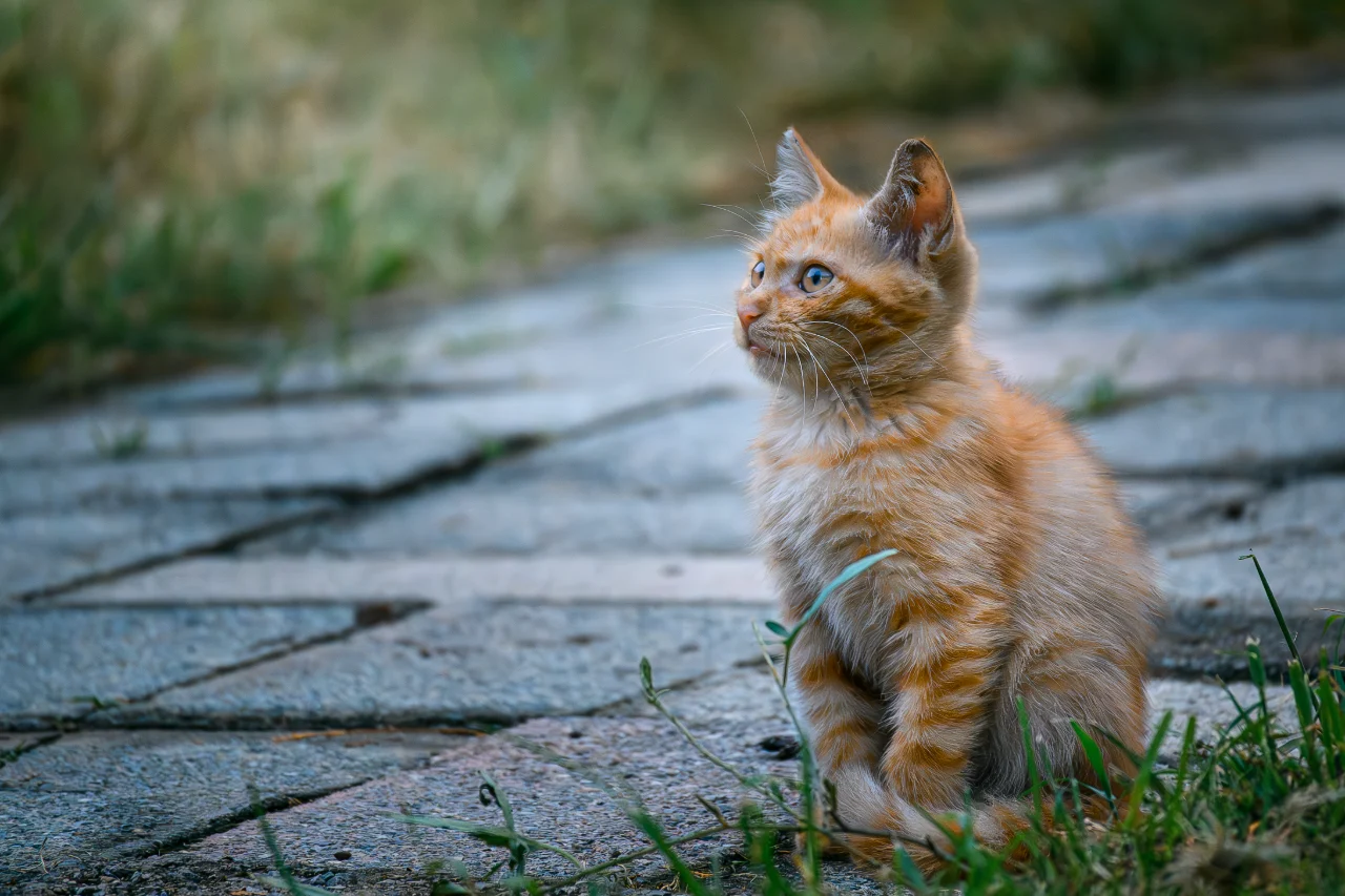 小猫